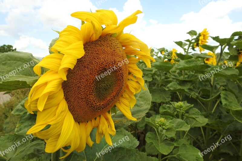 Sunflower Blossom Bloom Yellow Summer