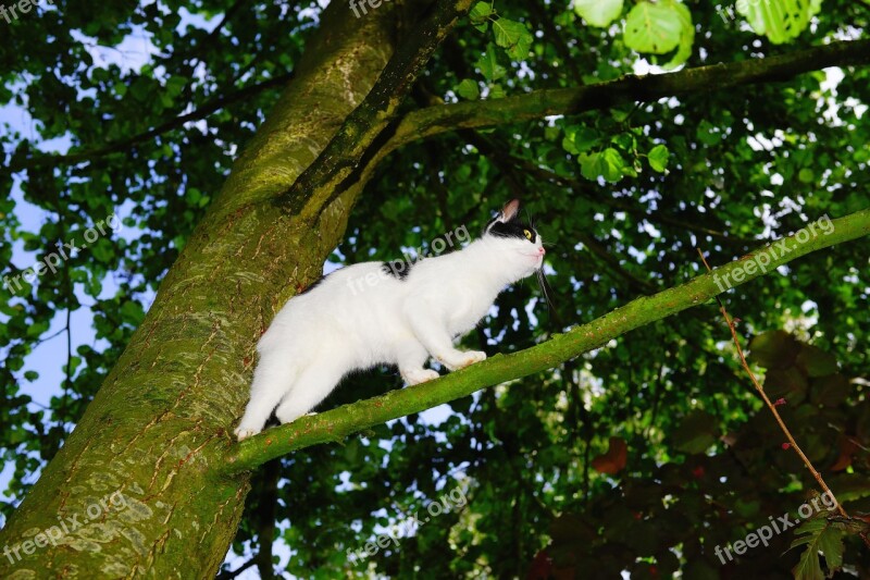 Cat Tree Climb Young Cat Pet