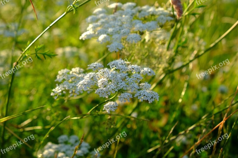 Yarrow Grassland Plants Blossom Bloom Pointed Flower