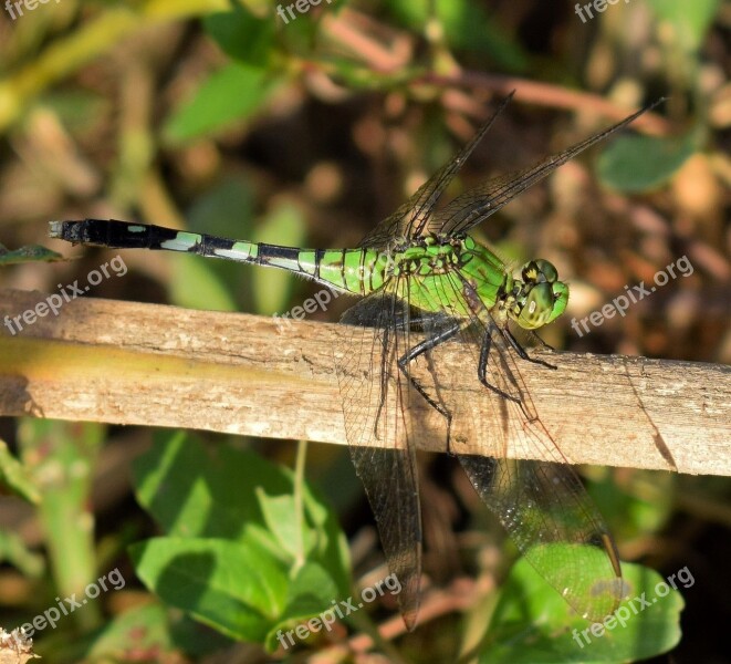 Dragonfly Pondhawk Pondhawk Dragonfly Eastern Pondhawk Insect