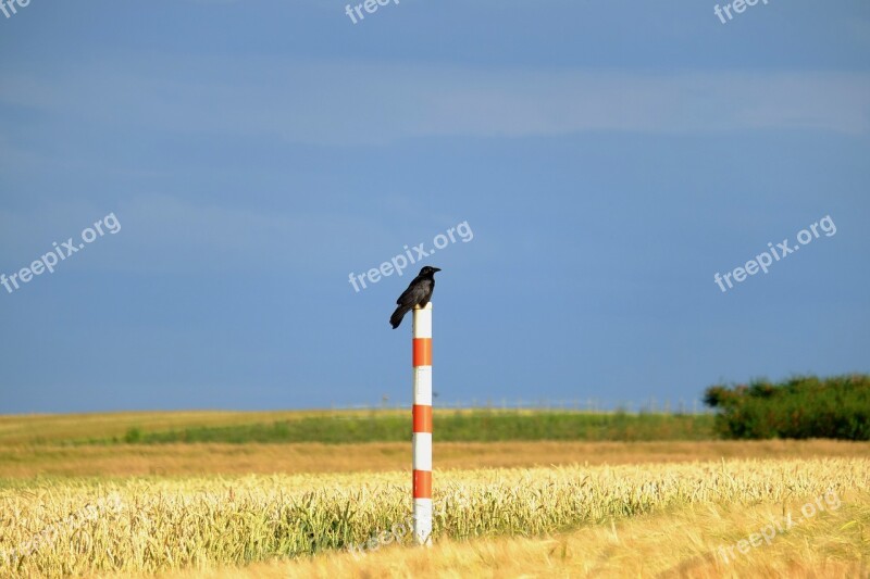 Crow Bird Raven Bird Black Animal