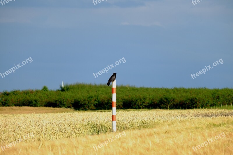 Crow Bird Raven Bird Raven Black