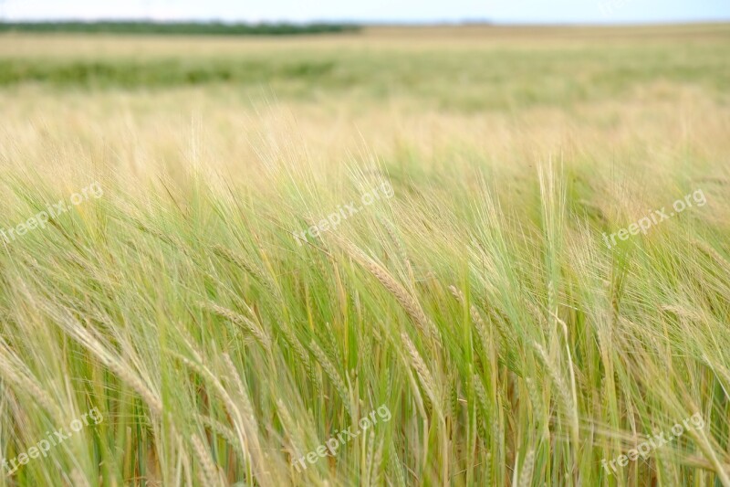 Barley Cereals Barley Field Spike Field