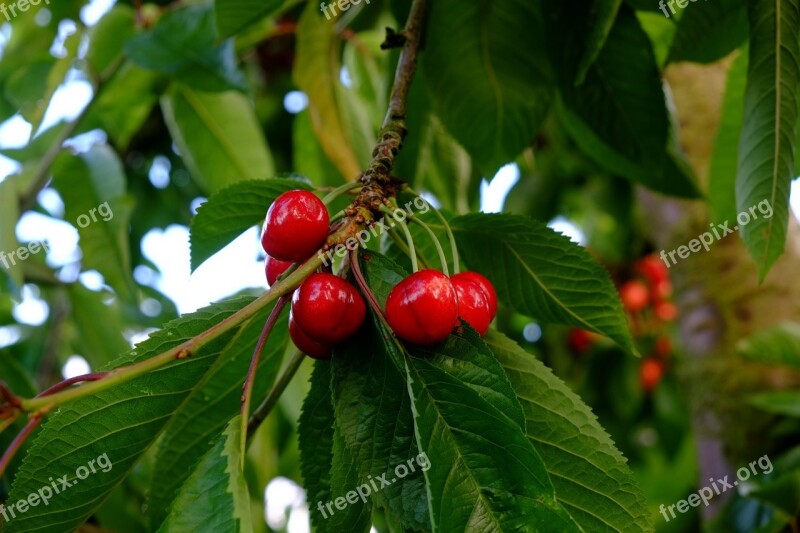 Cherries Sweet Cherries Red Fruit Sweet