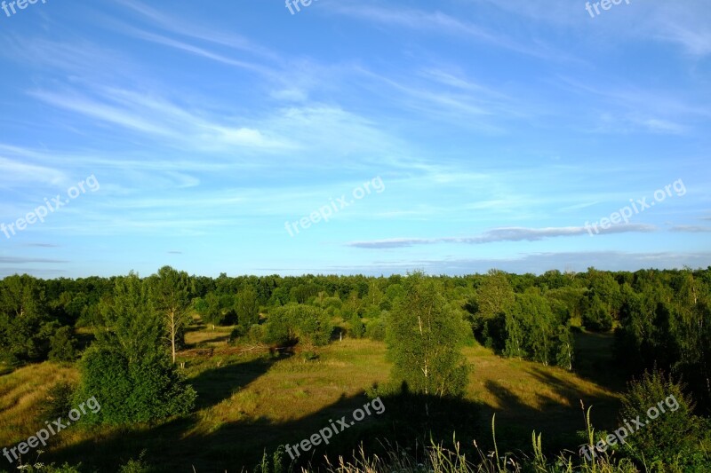 Forest Trees Sky Grass Sunny