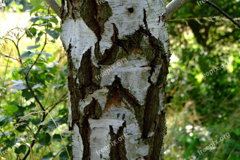 Birch Bark Nature Tree Log