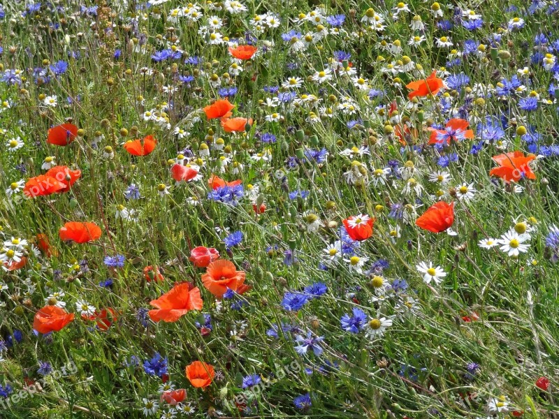 Flower Meadow Klatschmohn Cornflowers Daisies Free Photos