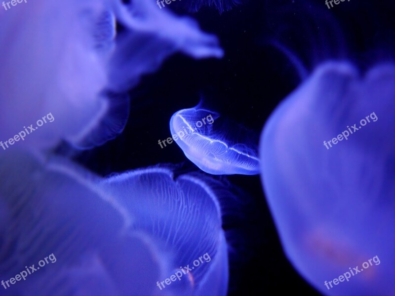 Jellyfish Aquarium Underwater Deep Sea Sea Animal