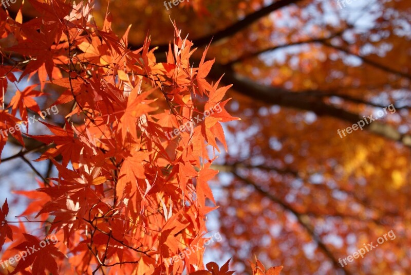 Maple Japanese Maple Momiji Fall Leaf