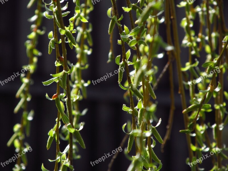 Willow Pletoasa Buds Leaves Free Photos