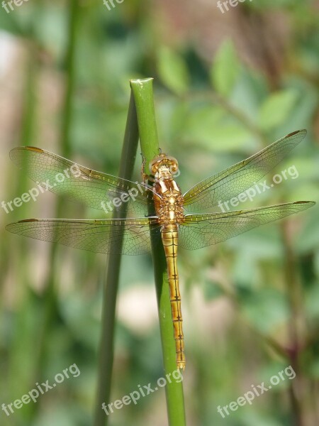 Dragonfly Golden Dragonfly Sympetrum Fonscolombii Junco Aquatic Environment