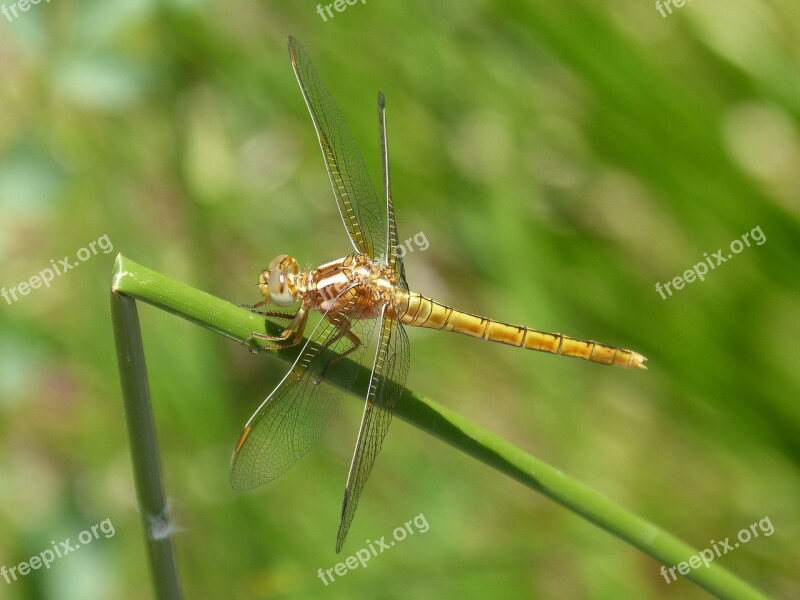 Dragonfly Golden Dragonfly Sympetrum Fonscolombii Junco Aquatic Environment