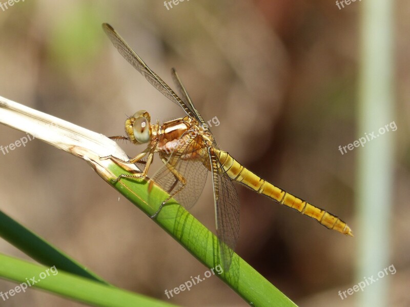 Dragonfly Golden Dragonfly Sympetrum Fonscolombii Junco Aquatic Environment