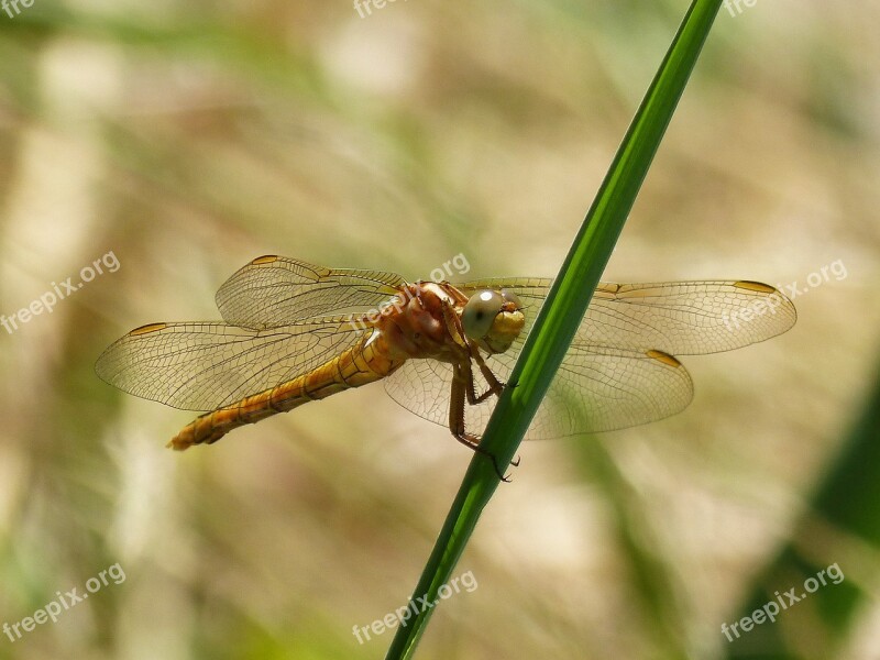 Dragonfly Golden Dragonfly Sympetrum Fonscolombii Leaf Aquatic Environment