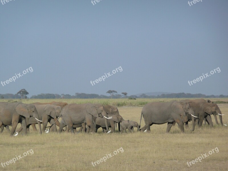 Elephants Family Savannah Kenya Wildlife