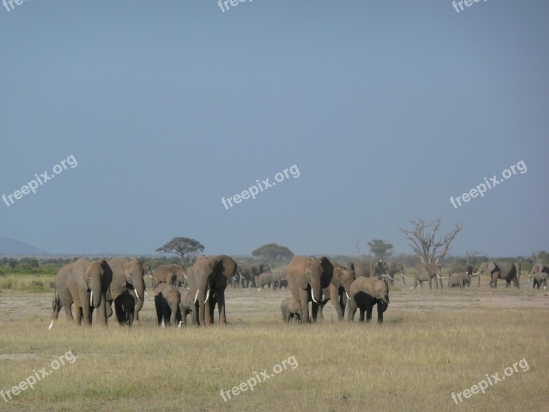 Elephants Family Wildlife African Kenya