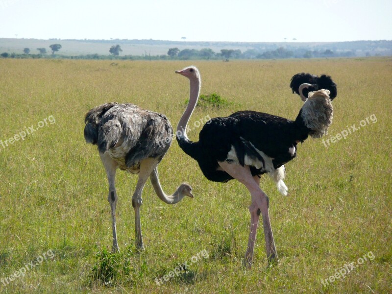 Ostrich Kenya Africa Wildlife Animal