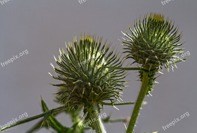 Thistle Weed Prickly Plant Wild Plant