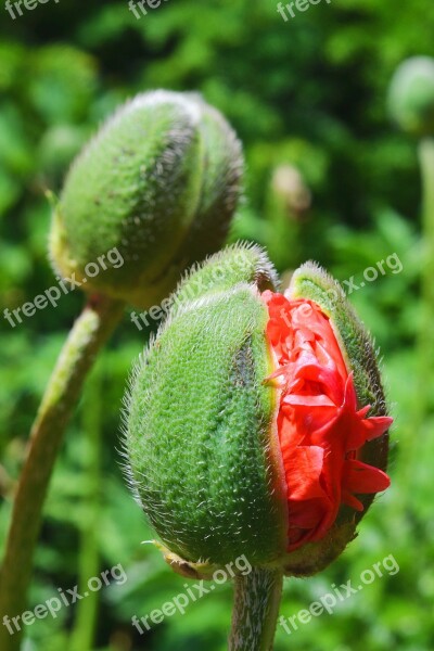 Poppy Bud Breaking Up Bud Mohngewaechs Poppy Bud