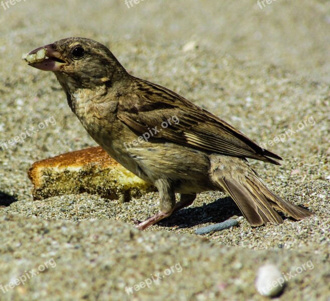 Sparrow Eating Bird Nature Wildlife