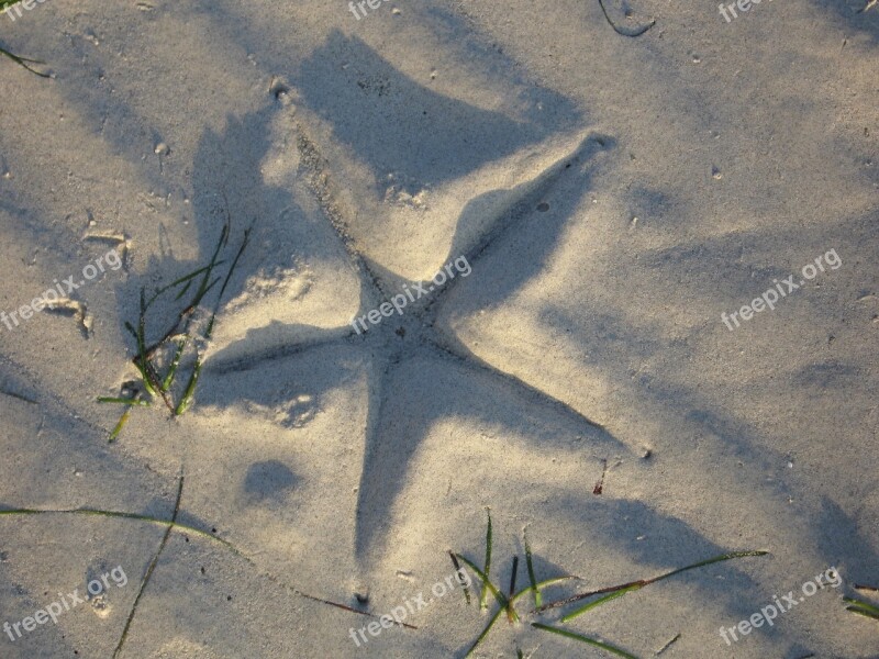 Starfish Beach Sea Vacations Sand