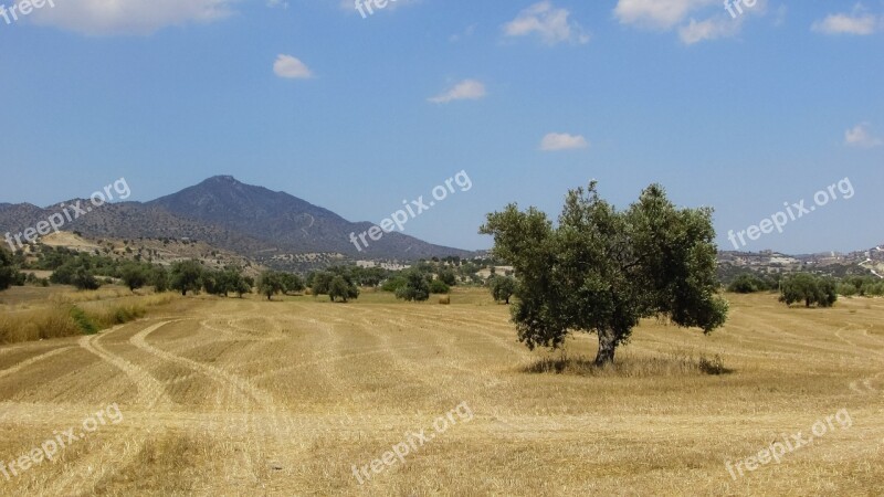 Olive Tree Field Countryside Summer Scenery