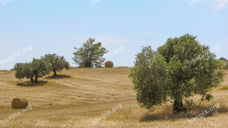 Olive Tree Field Countryside Summer Scenery