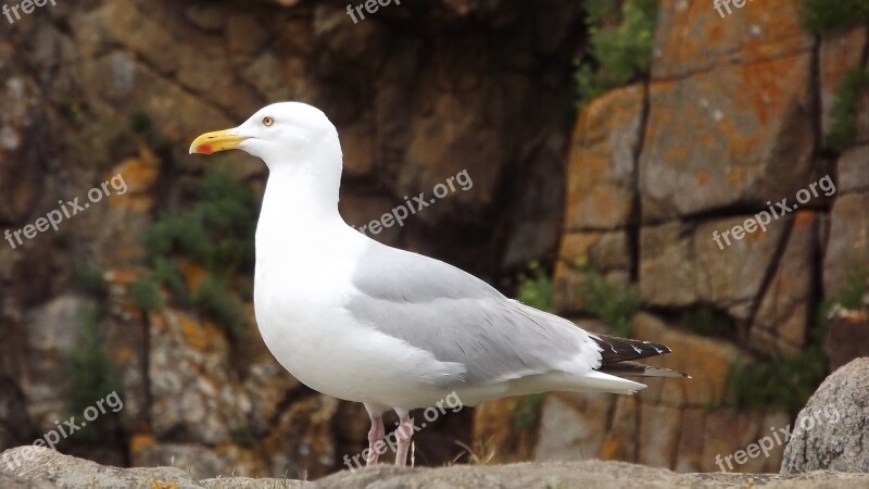 Seagull Sea Bird Birds Free Photos