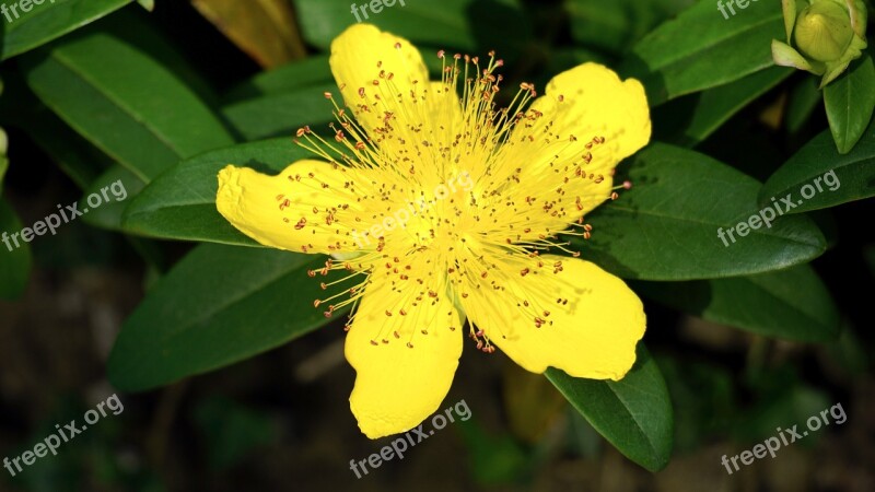 Yellow Flower Nature Plant Spring