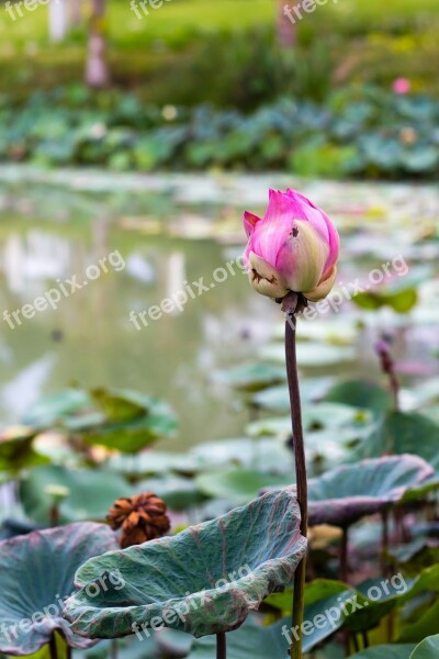 Flower Lotus Write Male Free Photos