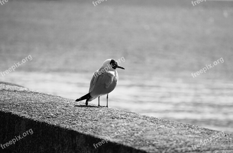 Tern Seagull Bird Animal Black And White