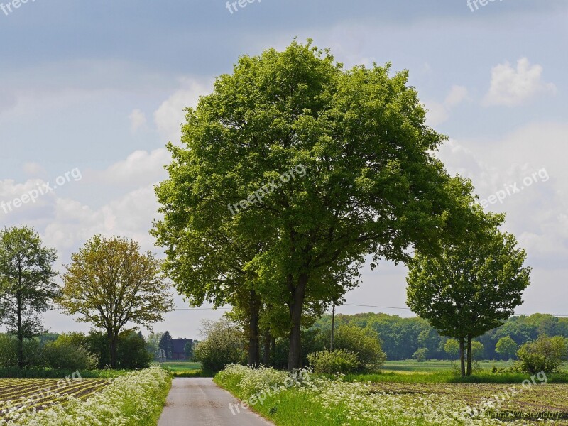 Münsterland Spring Fields Forests Trees