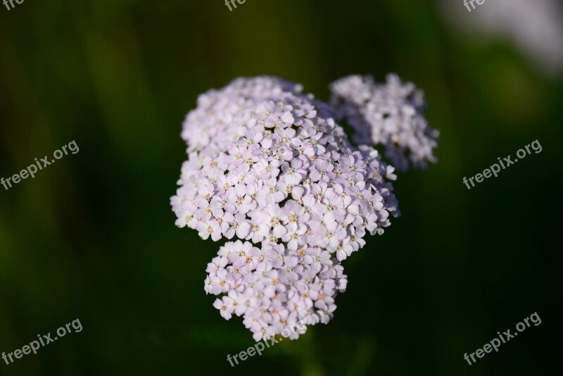 Yarrow Pink Close Up Medicinal Herbs Pointed Flower