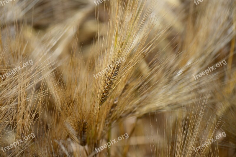 Barley Feed Close Up Cereal Agriculture Summer