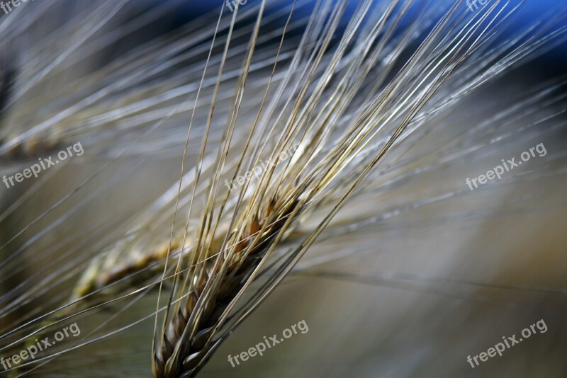 Ear Of Corn Macro Cereals Food Agriculture