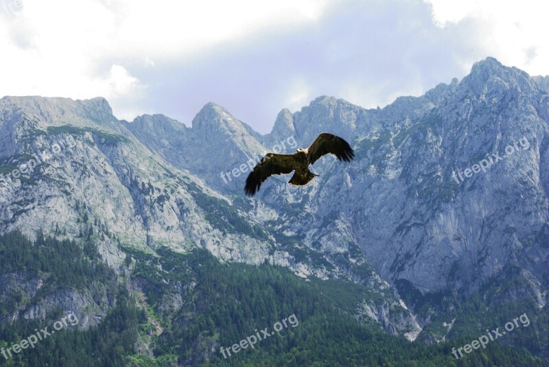 Raptor Adler Bird Of Prey Golden Eagle Mountains