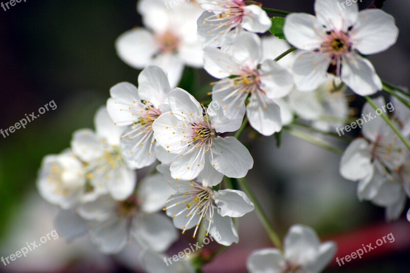 Flowers Cherry Blossom Variety Wood Plants White