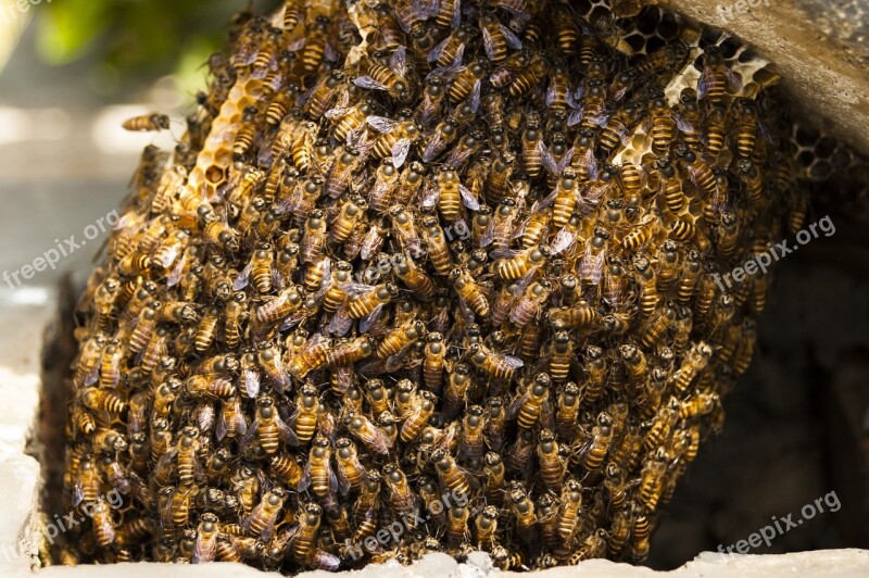 Bees Hive Honey Insect Nature