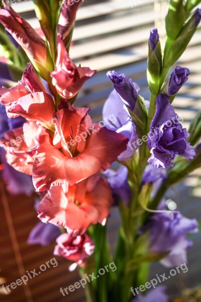 Gladiola Gladioli Flowers Colors Colorful