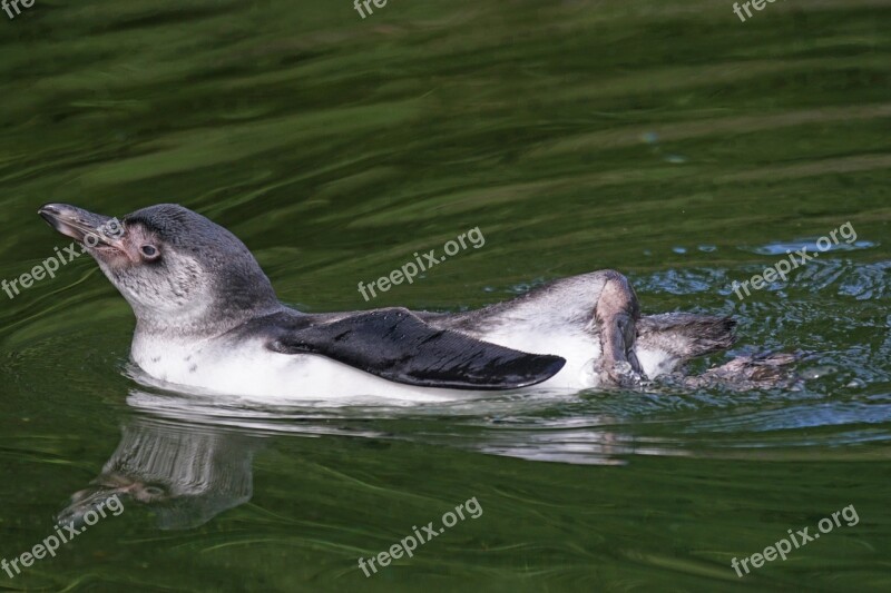 Humboldt Penguin Penguin Glasses Penguin South America Bird