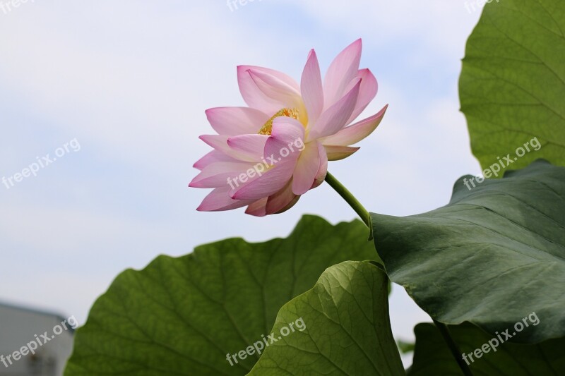 Lotus Flowers Beauty The Beauty Natural Rose Petals