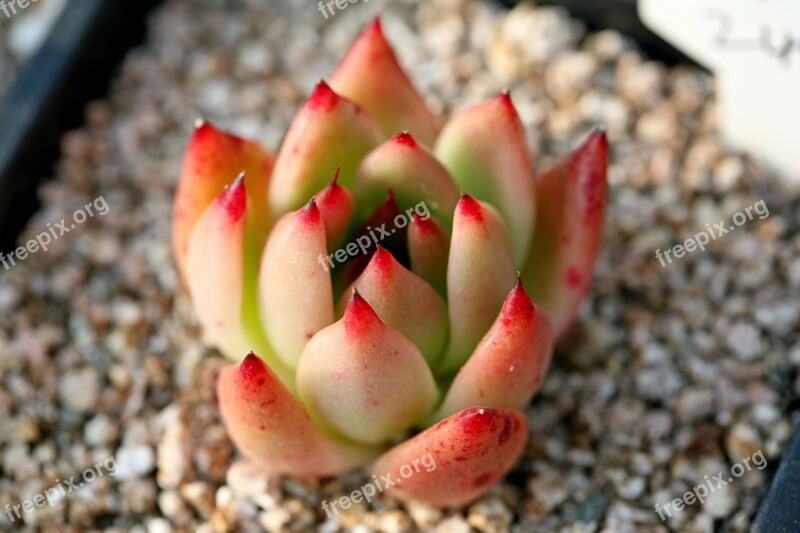 A Fleshy Plant Fleshy In This Cactus Garden Flowers