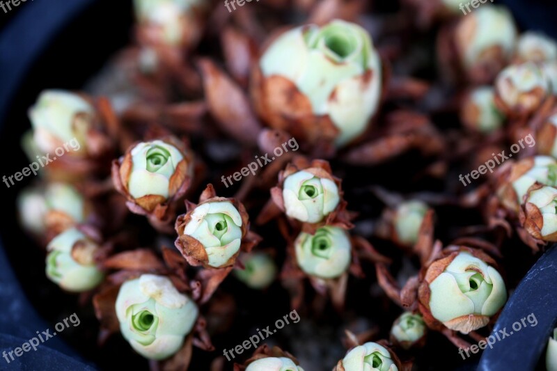 A Fleshy Plant Fleshy In This Cactus Garden Flowers