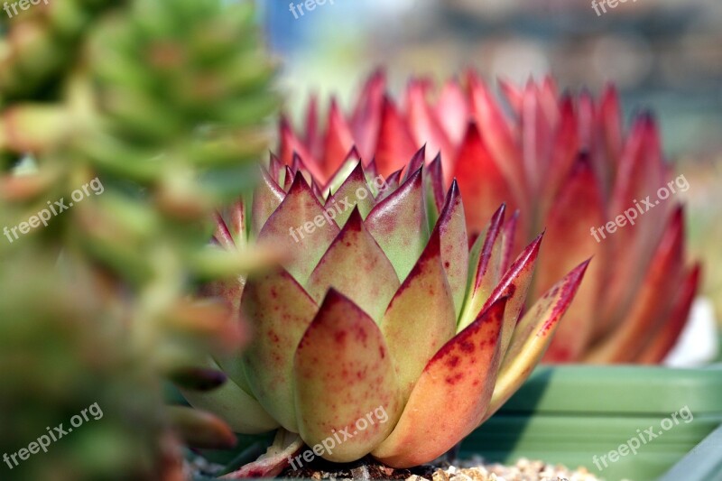 A Fleshy Plant Fleshy In This Cactus Garden Flowers