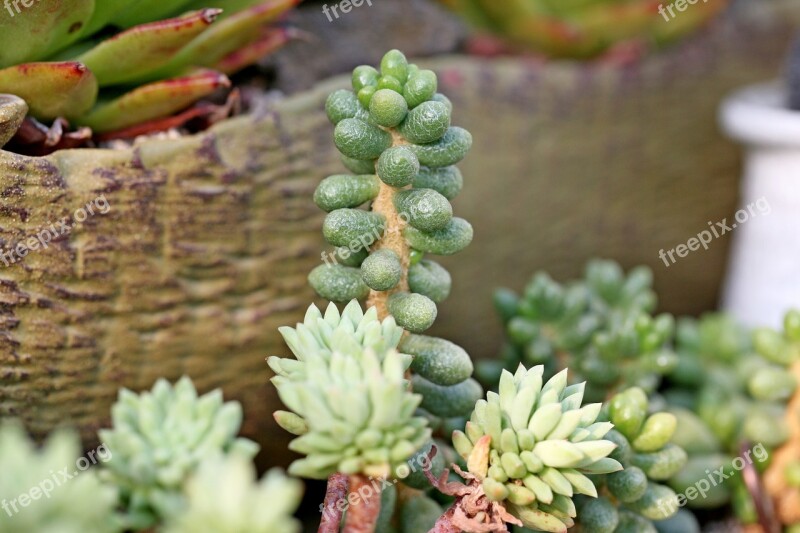 A Fleshy Plant Fleshy In This Cactus Garden Flowers