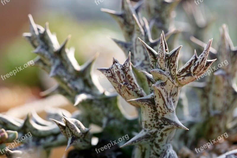 A Fleshy Plant Fleshy In This Cactus Garden Flowers