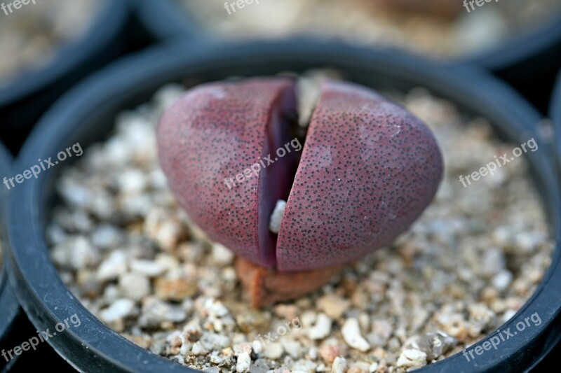 A Fleshy Plant Fleshy In This Cactus Garden Flowers