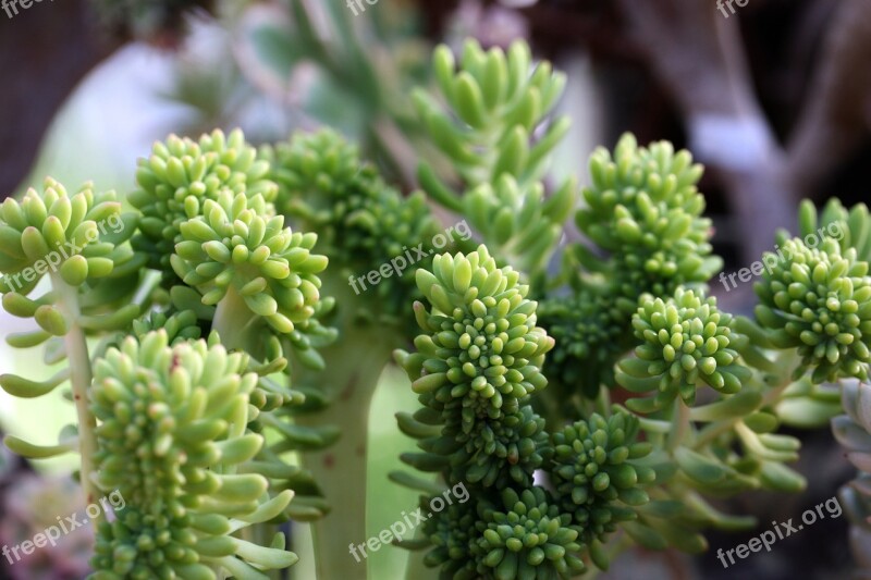 A Fleshy Plant Fleshy In This Cactus Garden Flowers