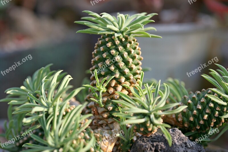 A Fleshy Plant Fleshy In This Cactus Garden Flowers