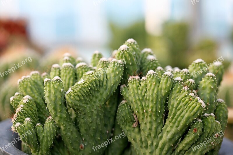 A Fleshy Plant Fleshy In This Cactus Garden Flowers